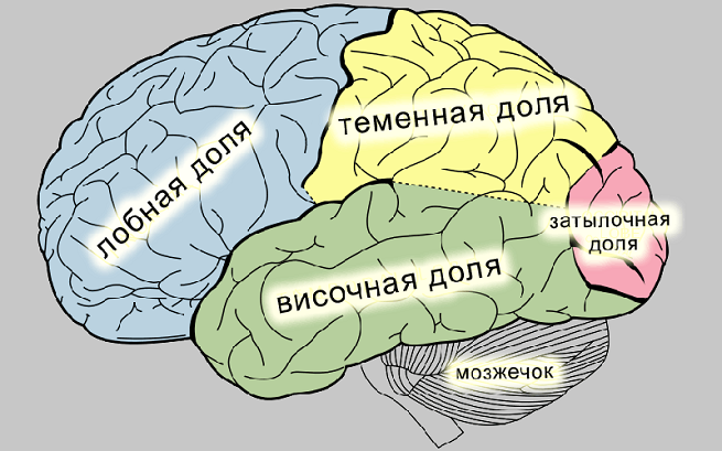 Отделы мозга