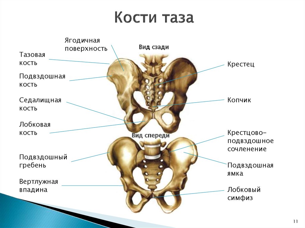 Анатомия тазовых костей 3 отличия мужского таза от женского