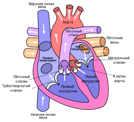 Особенности применения Фуросемида при высоком артериальном давлении, клиническая эффективность, противопоказания