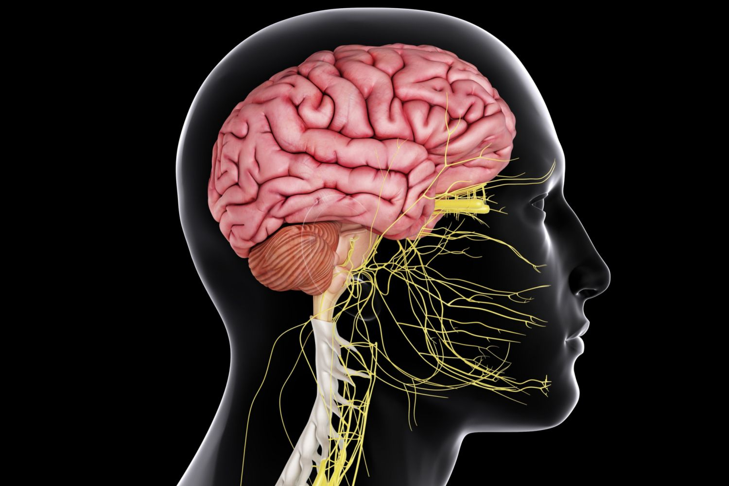 9 видов травм и болезней спинного мозга лечение и диагностика