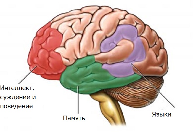 Карта мозга