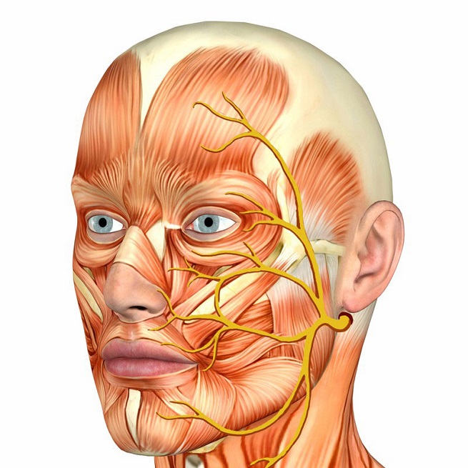 Строение лицевого нерва