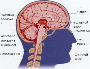 Состав мозга