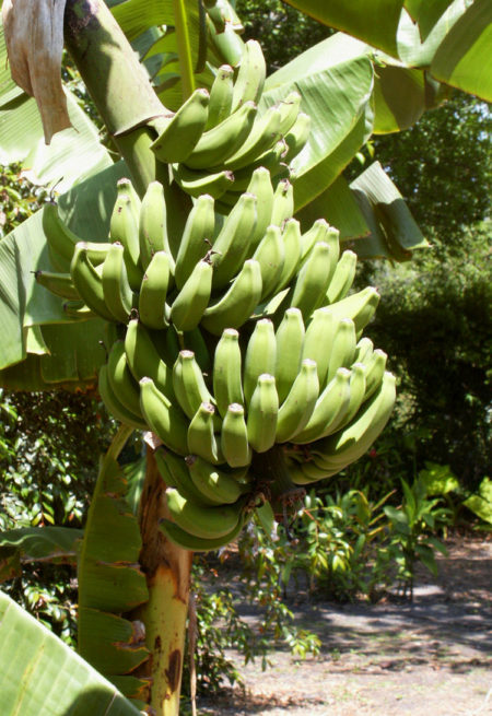Продукты, которые повышают или понижают давление, позитивное воздействие бананов на АД