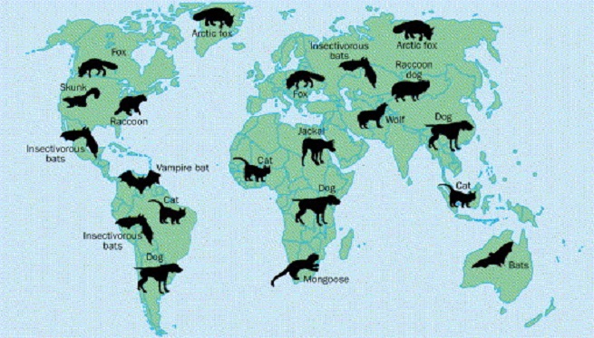 Регионы распространения зараженных животных