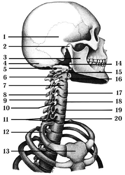 Анатомия шеи 7 позвонков, треугольники и другие её части