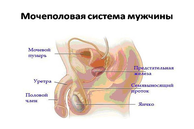 Мочевые органы мужчины. Мочеполовая система мужской мочеиспускательный канал. Строение мужской мочеполовой системы анатомия. Анатомия человека Мочеполовая система мужчины. Анатомия мочеполовой системы мужчины в картинках.