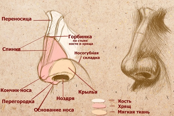 Строение наружного носа