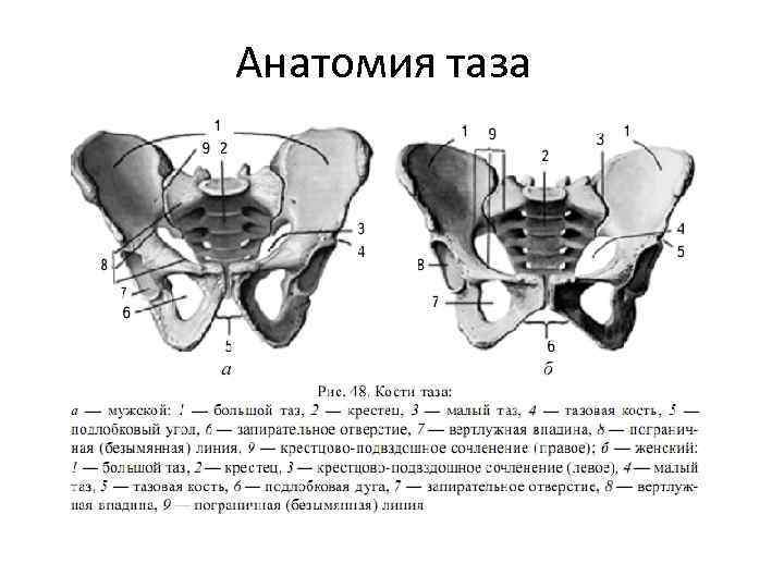 Анатомия тазовых костей 3 отличия мужского таза от женского
