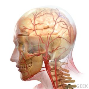 Система кровоснабжения головы