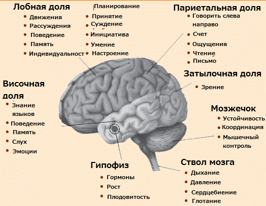 Основные функции мозга