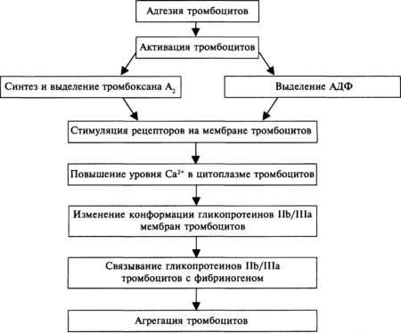 Инструкция по применению Аторвастатина, при каком давлении и как принимать, механизм действия, показания и противопоказания