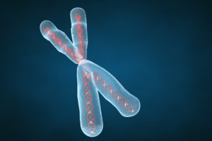 Хромосомы в 3D виде