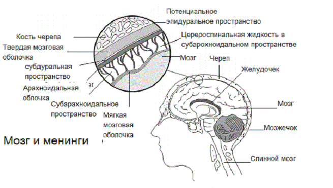 Строение мозга