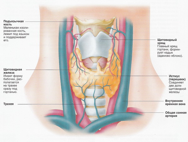 Анатомия шеи 7 позвонков, треугольники и другие её части