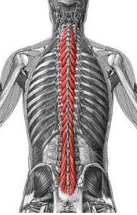 Проблемы с позвоночником и болезни спины: шейный отдел, грудной, поясничный.