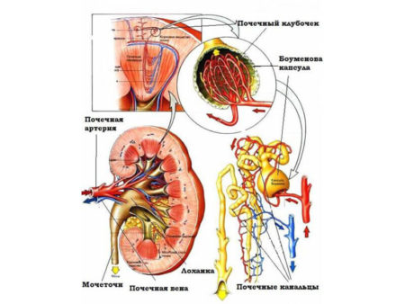 Классификация симптоматических артериальных гипертензий, причины возникновения, методы лечения, профилактики и симптомы болезней