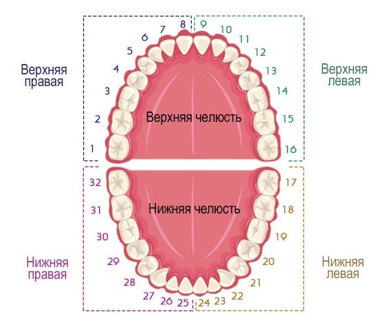 numeracija-zubov-1