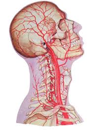 6 причин болей в шее и плечах связь с болезнями внутренних органов